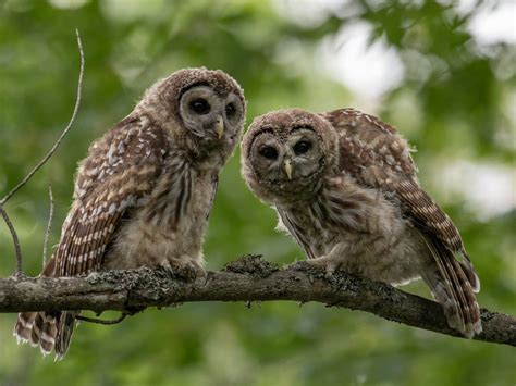 How Long Do Barred Owls Live Birdfact