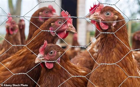 Comment parler à vos poules les scientifiques disent que vous pouvez