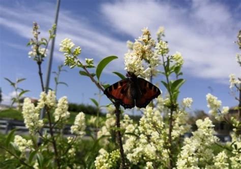 Il 20 E Il 22 Maggio Bioblitz Lombardia Al Parco Dei Mughetti