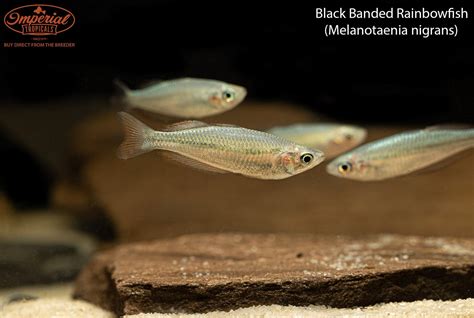 Black Banded Rainbowfish Melanotaenia Nigrans Shop Imperial Tropicals