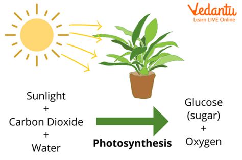 Photosynthesis: Learn Definition, Facts & Examples