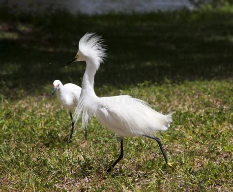 White Egret With Ruffled Feathers Protecting Territory. White Crane ...