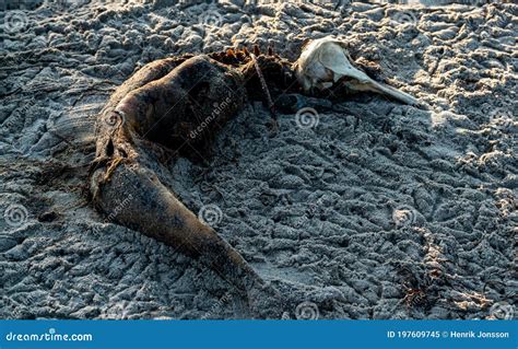 Corpo In Decomposizione Di Un Delfino Morto Sulla Spiaggia Immagine