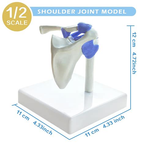 Snapklik Evotech Mini Shoulder Knee Hip Elbow Joint Model Set