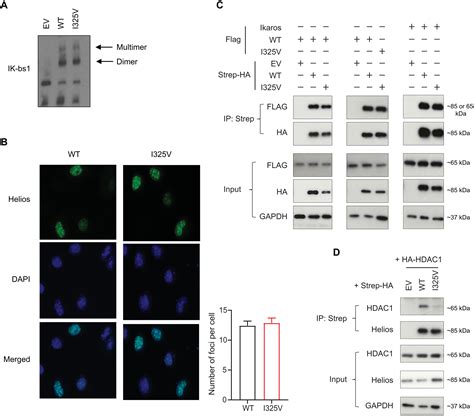 Germline Biallelic Mutation Affecting The Transcription Factor Helios