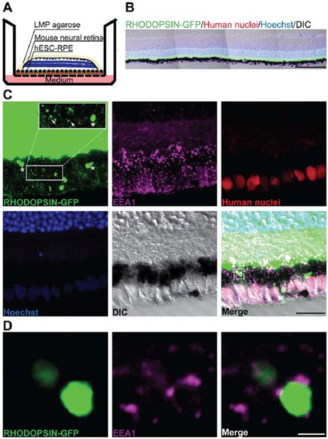 Co Culture Of HESC Derived RPE Cells And Mouse Retinal Explants