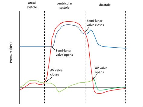 Cardiac Cycle Diagram Labeled