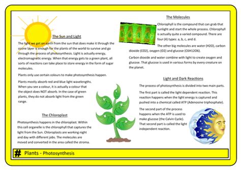 Photosynthesis Posterrevision Resource Teaching Resources