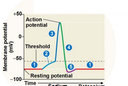 Action Potential Diagram Quizlet