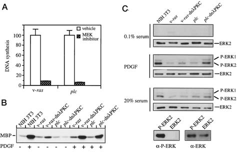 Mitogenic Signaling Induced By V Ras Or Plc Is Mek Dependent But Does