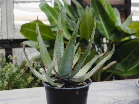 Aloe Capitata Vivero Vitaflor