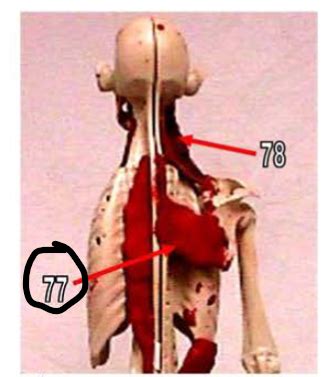 Lab Practical Muscles Of The Chest Shoulder Upper Limb Deep