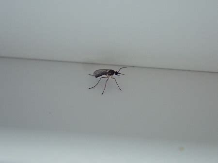 Why Do I Have Gnats In The Bathroom - Artcomcrea