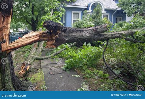 Tree Hurricane Tornado Storm Damage Stock Image Image Of Destruction Fallen 188079357