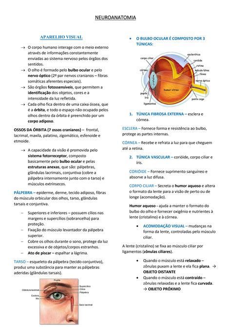 Solution Resumo De Neuroanatomia Studypool