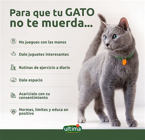 Gatos Por qué muerde mi gato y cómo evitarlo si se puede