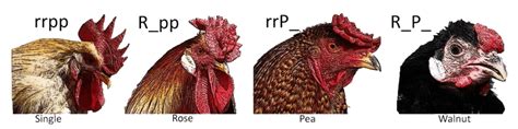 Genetics Of Chicken Combs Biology Libretexts