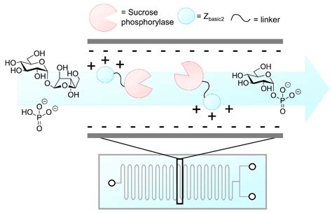 The Acid Catalyzed Hydrolysis Of Sucrose Occurs By The Following