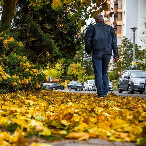 Wohin Mit Dem Herbstlaub Bl Tter Nutzen Baumpflegeportal