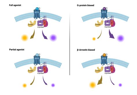 GPCR Biased Signaling BioRender Science Templates