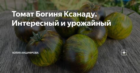 Томат Богиня Ксанаду. Интересный и урожайный | Юлия Анцифрова | Дзен