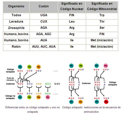 Código Genético