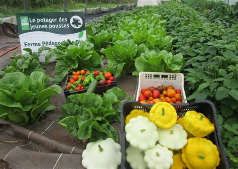 Le Potager Des Jeunes Pousses Massif Des Vosges