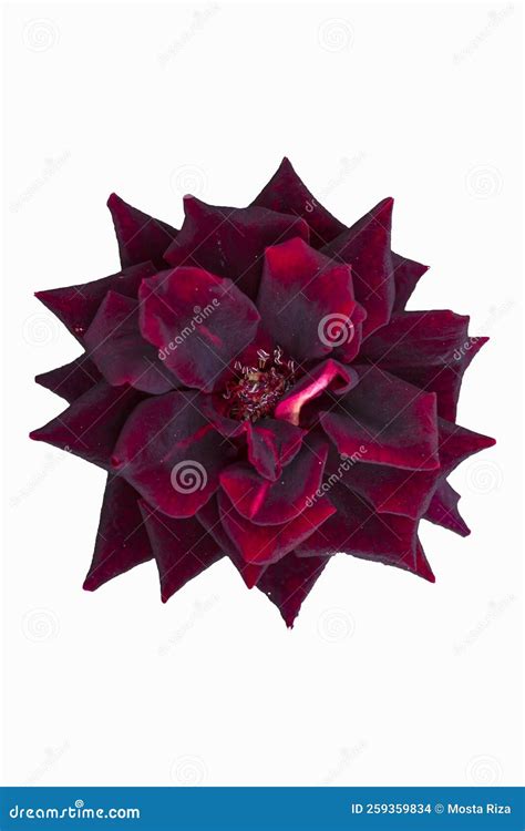 Rose Flower on White Background Stock Photo - Image of purple, plant: 259359834