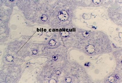 Bile Canaliculi Histology