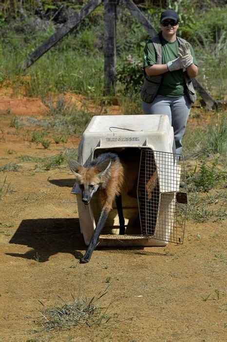 Operação de soltura de animais silvestres