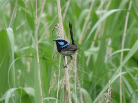 Superb Fairy Wren