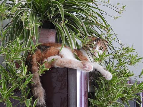 Plantas Aptas Para Gatos Cuidar Plantas