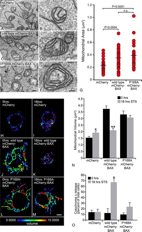 The Apoptotic Function Of Bax Is Required For Mitochondrial Download Scientific Diagram