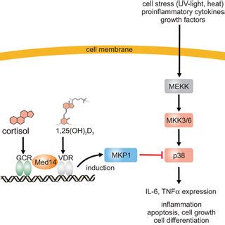 Inhibition Of The P Map Kinase Pathway By Oh D And A