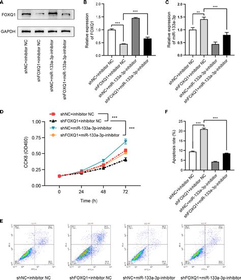 Frontiers The Novel Lncrna Rp9p Promotes Colorectal Cancer