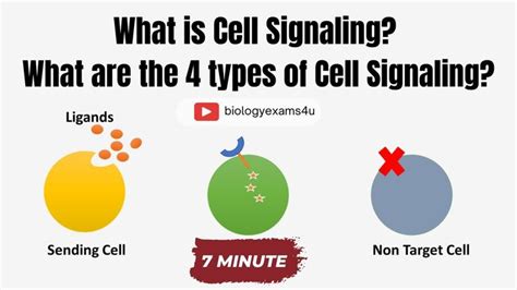 Cell Signaling and 4 Types of Cell Signaling | What is cell, Cell, Biology