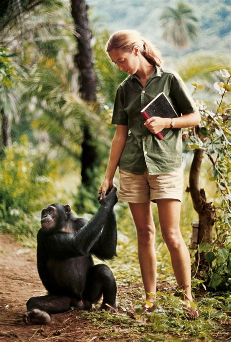 Les Chimpanzés De Gombe Racontés Par Jane Goodall National