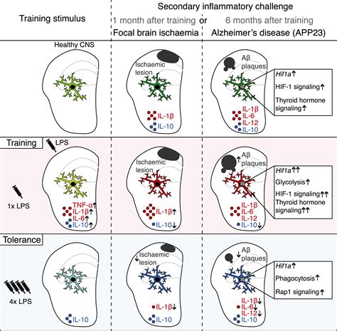 Trained Microglia Trigger Memory Loss: Immunity
