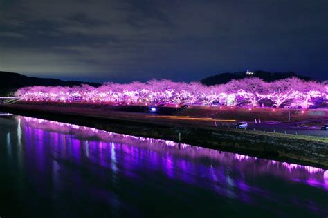 2023年12月1日〜2024年1月8日宮城県 白石川右岸堤「ogawara Sakura Illumination」開催