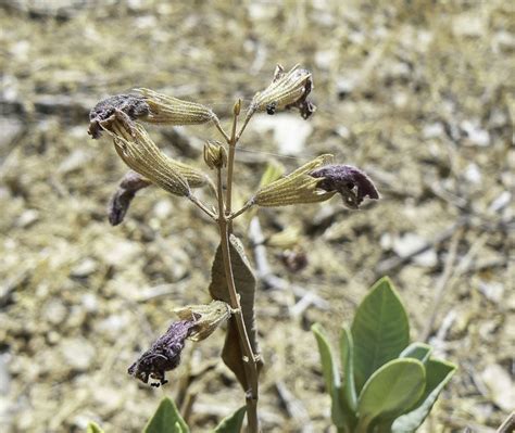 Salvia Lavandulifolia Subsp Blancoana Plant Biodiversity Of South