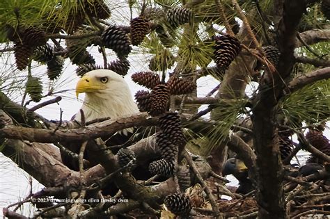 First Bald Eagle Chick! | doc ellen's journey