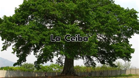 El Significado De La Ceiba De Guatemala Image To U