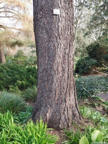 Jeffreys Kiefer Im Alten Botanischen Garten In Kiel