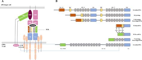 T‐cell Receptor Repertoire Analysis For The Diagnosis And Treatment Of Solid Tumor A