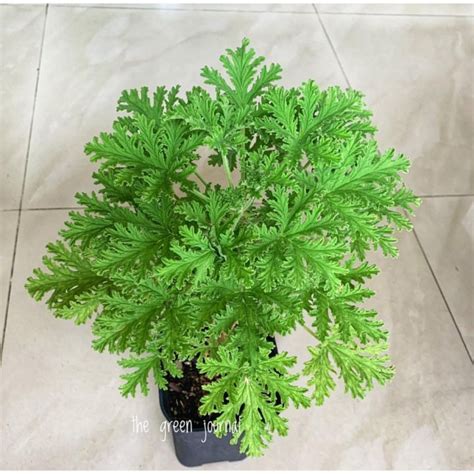 Citronella Mosquito Plant Seeds Malvarosa Lemon Scented Geranium Lazada Ph