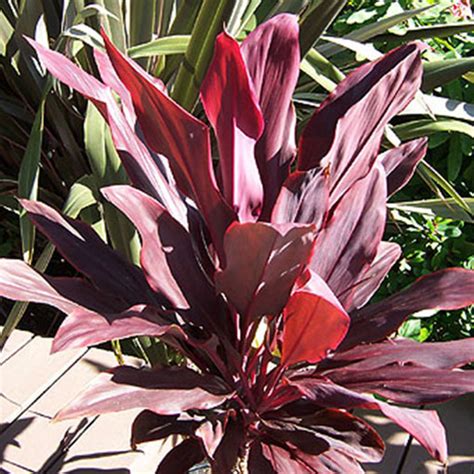 Cordyline Terminalis Ruby Rancho Tissue Technologies