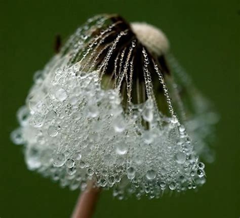 Beautiful Macro Photography of Nature | 99inspiration