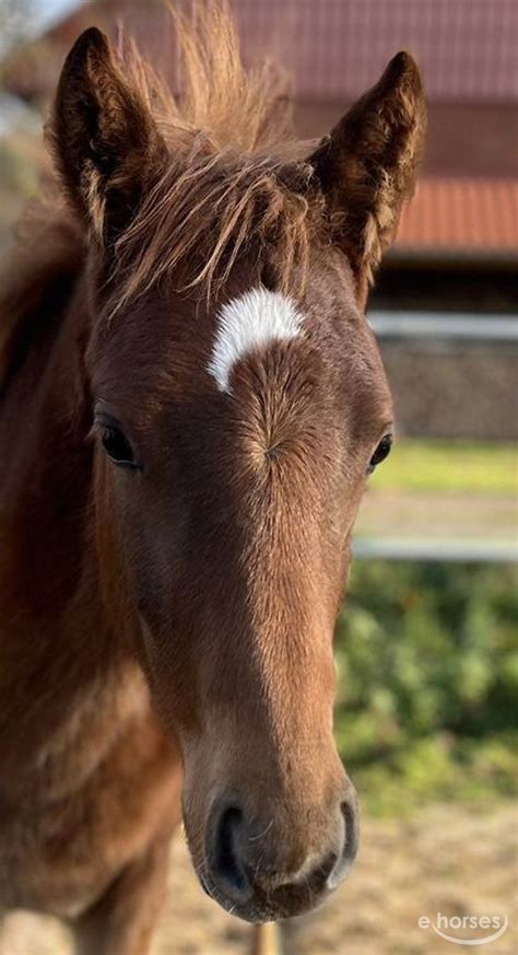 Deutsches Reitpony Hengst 1 Jahr 148 cm Fuchs in Lüdersfeld