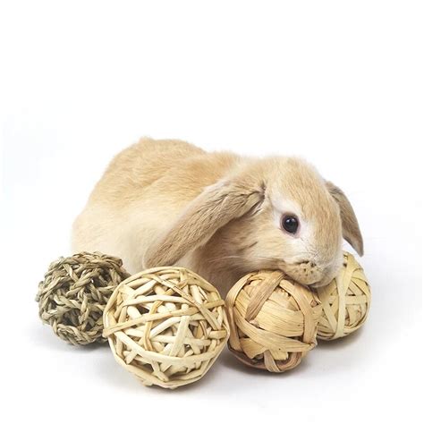 The Complete List Of Engaging Rabbit Toys For Beginners | Small Pet Select Blogs | Small Pet Select