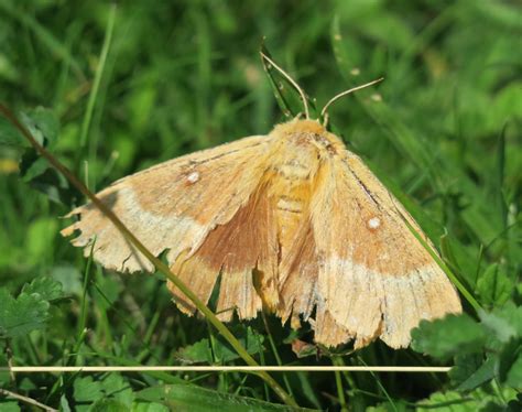 Oak Eggar Moth, Fontmell Down | Dorset Butterflies